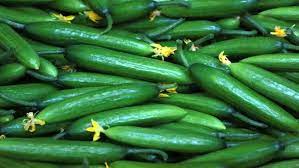 هل لتصديره إلى إسرائيل علاقة.. أبو حماد يوضح أسباب أزمة الخيار بالأسواق