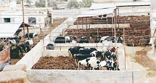 غباين: لا داع ٍلإستيراد الحليب .. والمزارع من يدفع ثمن فاتورة الحمى القلاعية