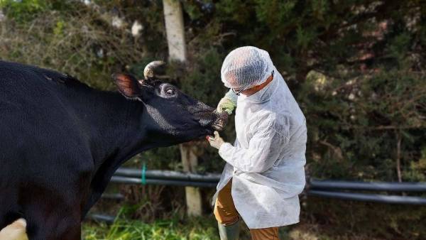 باعوا لحوم أبقار نافقة بالحمى القلاعية.. وهذا ما حصل!