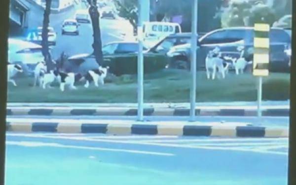 نواب يطالبون الحكومة بحل مشكلة الكلاب الضالة