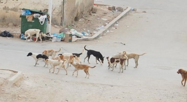 بسبب الكلاب الضالة .. اشتباك قانوني بين وزارتي الزراعة والإدارة المحلية