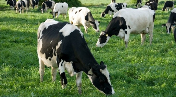 مربو الأبقار : استخدام الحليب المجفف غير صائب