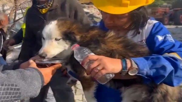 أنطاكيا .. انتشال كلب من تحت الأنقاض بعد 23 يوما على الزلزال
