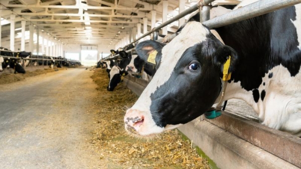 جنون البقر يدفع الحكومة لوقف استيراد الأبقار من 3 دول