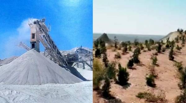 أشجار على جبال الفوسفات في العقبة  أحمر على شفاه خنزير .. وخبراء متشككون من النجاح