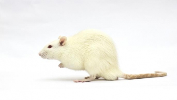 علماء يابانيون ينجحون بإنجاب فئران من أبوين ذكرين