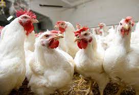 حماية المستهلك: محال لم تلتزم بالسقوف السعرية للدجاج