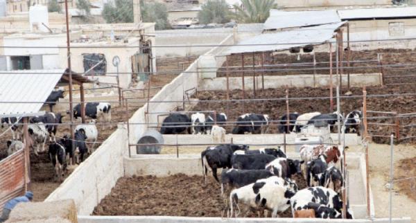 تفاصيل توافق الزراعة ومربي الأبقار حول تعويضات الحمى القلاعية