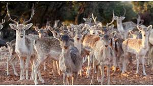 طرح عطاء لبيع غزلان من محمية دبين