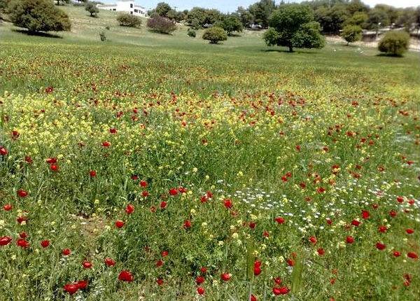 طقس مشمس ولطيف اليوم وربيعي معتدل غدا