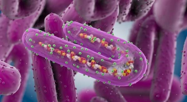 الأوبئة: 21 يوما فترة حضانة فيروس ماربورغ
