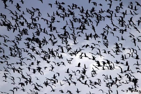 ما قصة العصافير التي تملأ سماء جبل الحسين؟