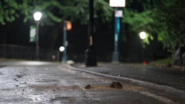 يقدّر عدد الفئران والجرذان بنحو مليونين.. اقرأ حكايات سكان نيويورك مع الفئران