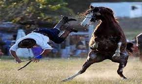 وفاة فارس بعد سقوطه عن صهوة جواده أثناء سباق في أستراليا