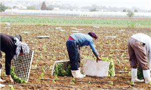العاملين بالصناعات الغذائية: عمال الزراعة يعانون غياب شروط السلامة المهنية