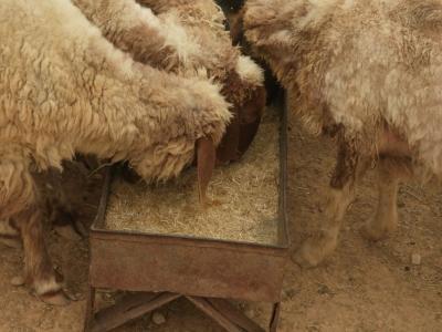 من يوقف نهب واختلاس الأعلاف المدعومة؟