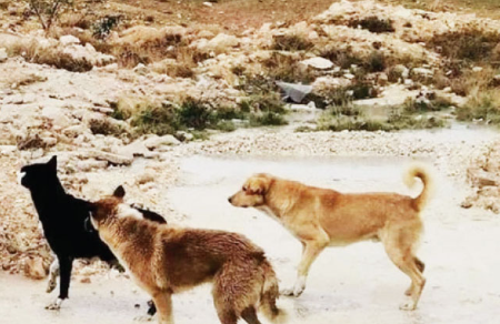 كلاب ضالة تهاجم طفلا في المفرق