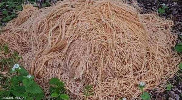 حادثة غامضة وغريبة.. أكوام من المعكرونة تغطي حافة واد بغابة في نيويورك