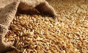 «الزراعة» تبدأ استقبال القمح والشعير من المزارعين