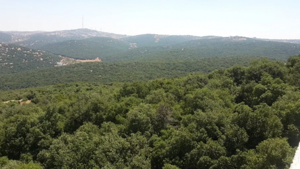 ماذا حدث لمشروع زراعة 10 ملايين شجرة حرجية؟