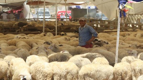 عودة تصدير الأغنام إلى السعودية