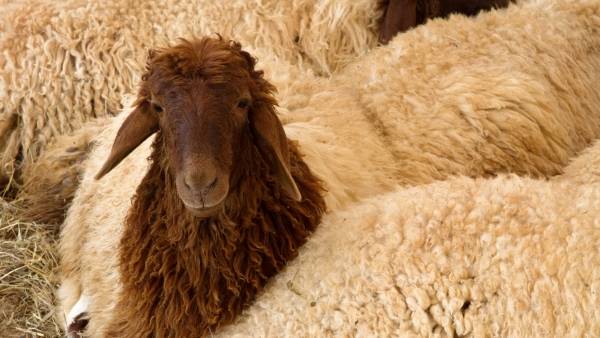 ارتفاع أسعار المواشي خلال عيد الأضحى بحجة التصدير غير منطقي