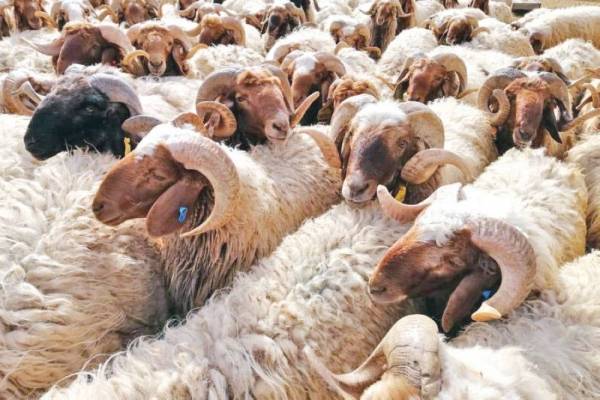 الزراعة تتابع خطة استئناف تصدير الأغنام المحلية للسعودية