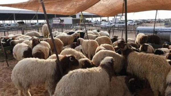 الأضاحي البلدية قد تكون أرخص من غيرها في عيد الأضحى