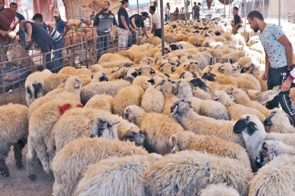 (مربو المواشي): 160  230 ديناراً سعر الأضحية محلياً