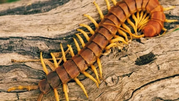 بعد أفعى فلسطين السامة..أم أربعة وأربعين تدخل طفلا المستشفى