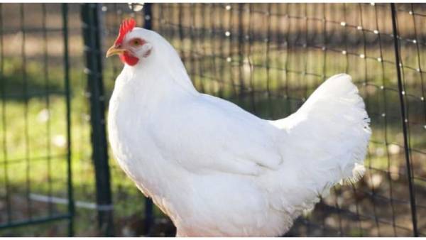 شكاوى من ارتفاع أسعار الدواجن في الأردن ومطالبات بفرض سقوف سعرية