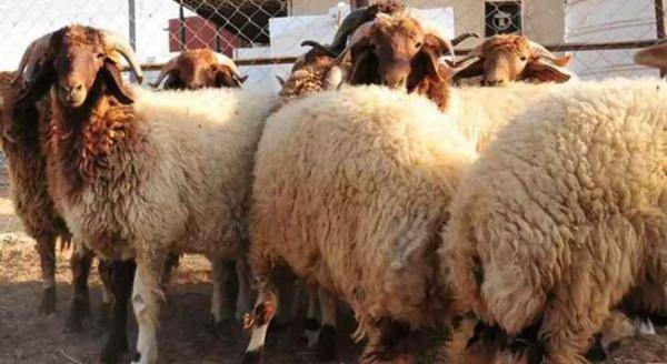 أسعار الأغنام البلدية منخفضة مقارنة بالعام الماضي