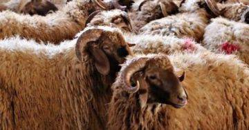 ما حكم شراء الأضحية بالدين؟