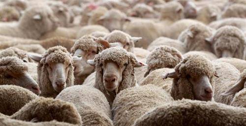 رئيس اتحاد مربي المواشي يوضح سبب ارتفاع الخراف الرومانية