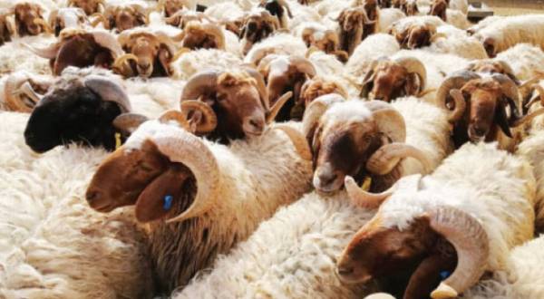 ارتفاع الأسعار وغلاء المعيشة يحرمان المواطنين من تأدية شعيرة الاضحية