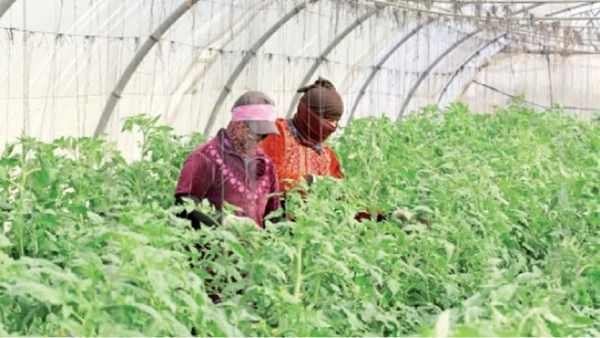 الأرقام الرسمية تؤكد نمو القطاع الزراعي 7.4.. هل تصدق النسبة؟