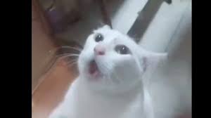 شاهد.. رجل أحضر قطاً ليصطاد فأراً فحصل ما لا يخطر على البال!