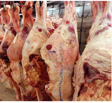 اتلاف 200 كيلو لحم بقري مصابة بمرض مُعدٍ للإنسان في إربد