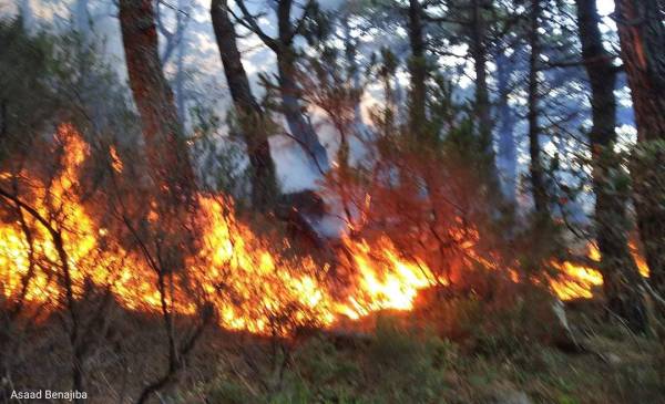 حريق جرش مفتعل وخسائره ستمتد لعشرات السنين