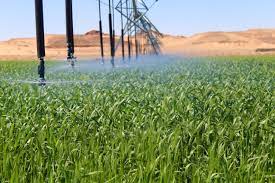 أموال الضمان ينشر فيديو تعريفي عن أول مشروع زراعي لـ شركة الضمان الزراعية