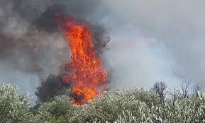 الزراعة تكشف لـأخبار البلد عن الخسائر الأولية لحريق عجلون وجرش