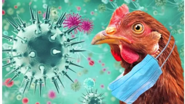 مخاوف من طفرات تنقل إنفلونزا الطيور للبشر