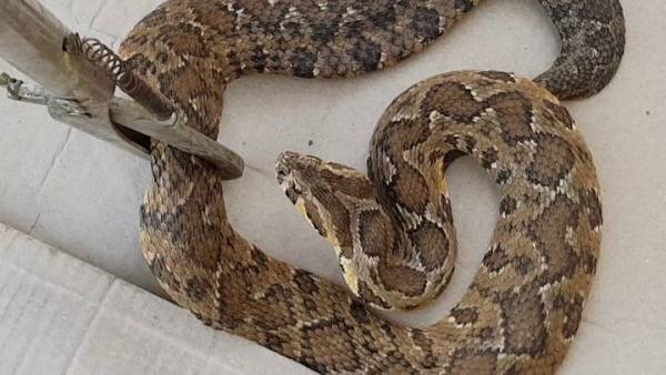 أفعى فلسطين تلدغ عشرينيا في إربد