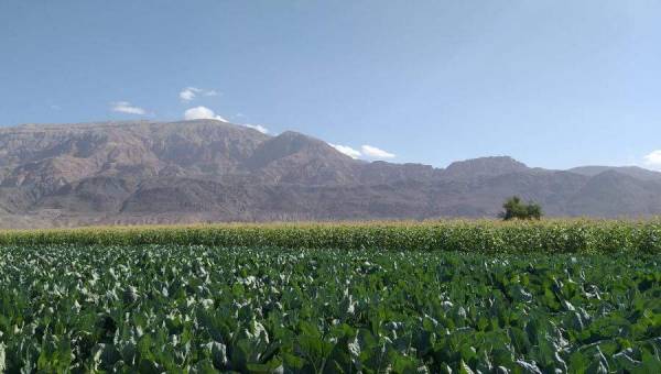 تأجير 4081 دونما من أراضي سلطة وداي الأردن