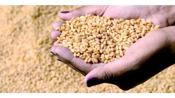 كيف يحقق مجلس الأمن الغذائي الفاعلية بعد فشل الزراعي الأعلى؟