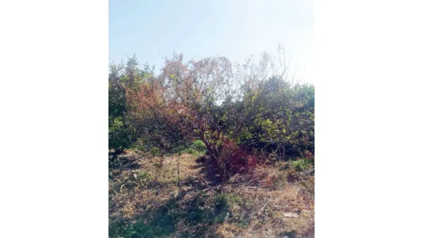 حمضيات الغور.. تحديات مناخية متزايدة وإجراءات التصدي متواضعة