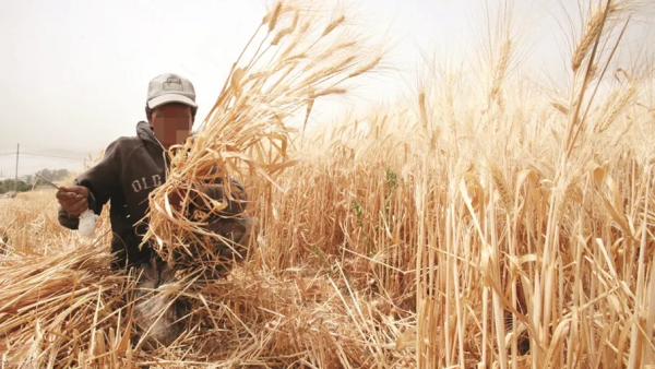 990 ألف طن مخزون المملكة من القمح يغطي استهلاك 11 شهرا