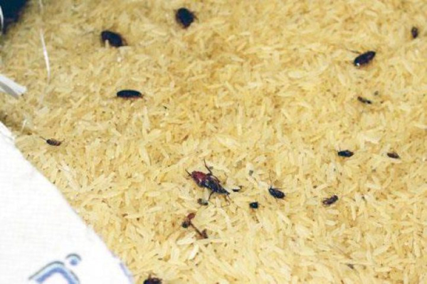 فضيحة «الأرز» بالديدان