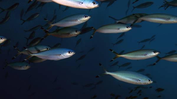 توجه حكومي لدعم قطاع الاستزراع السمكي بعد توحيده ضمن حاضنة كبرى