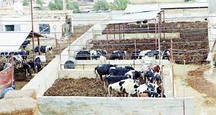 منح متضرري الحمى القلاعية 620 ألف دينار خلال العام الحالي